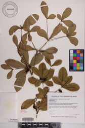 Synsepalum dulcificum