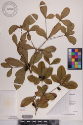 Synsepalum dulcificum