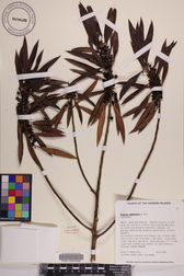 Myoporum sandwicense