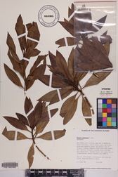 Myoporum sandwicense