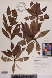 Myoporum sandwicense