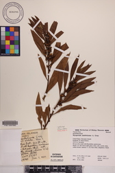 Myoporum sandwicense
