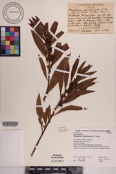 Myoporum sandwicense
