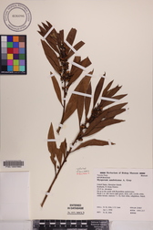 Myoporum sandwicense