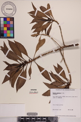 Myoporum sandwicense