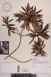 Myoporum sandwicense