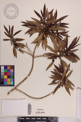 Myoporum sandwicense