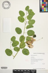 Capparis sandwichiana