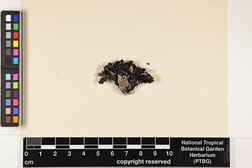 Leucodermia leucomelos image