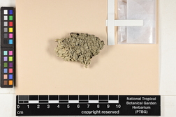 Parmotrema tinctorum image