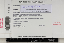 Lejeunea flava image