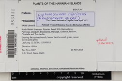 Lopholejeunea nigricans image