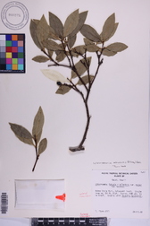 Wikstroemia oahuensis
