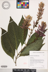 Megaskepasma erythrochlamys