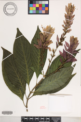 Megaskepasma erythrochlamys