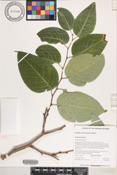 Flueggea neowawraea
