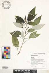 Pipturus kauaiensis