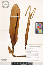 Alocasia macrorrhizos