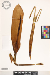 Alocasia macrorrhizos