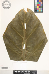 Alocasia macrorrhizos