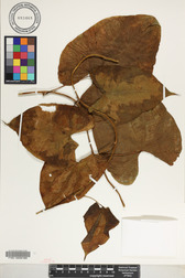 Dioscorea bulbifera