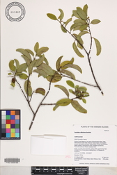 Santalum ellipticum