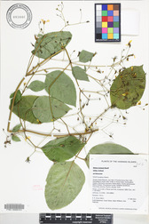 Bidens forbesii subsp. forbesii