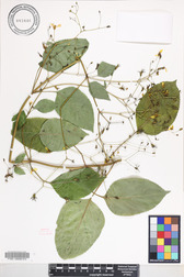 Bidens forbesii subsp. forbesii