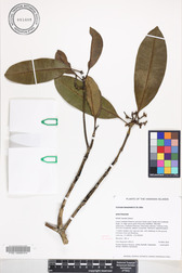 Ochrosia kauaiensis