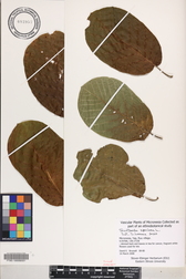 Guettarda speciosa