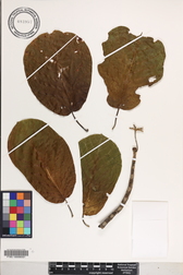 Guettarda speciosa