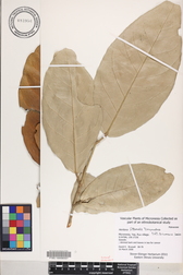 Heritiera littoralis