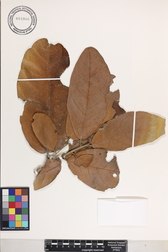 Heritiera littoralis