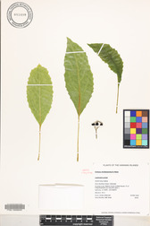 Delissea rhytidosperma