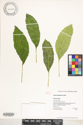 Delissea rhytidosperma
