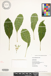 Delissea rhytidosperma