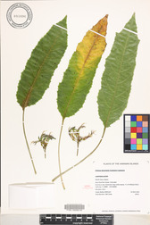 Delissea kauaiensis