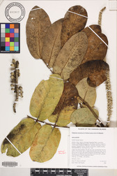 Polyscias lallanii