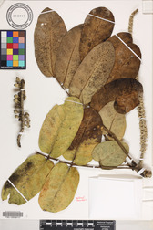 Polyscias lallanii