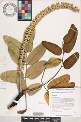Polyscias lallanii