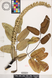 Polyscias lallanii