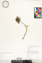 Lobelia niihauensis