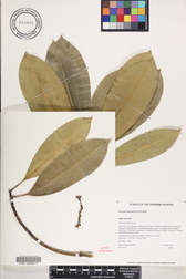 Ochrosia kauaiensis