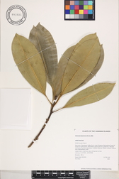 Ochrosia kauaiensis