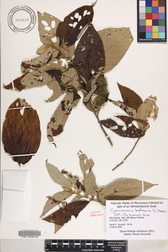 Commersonia bartramia