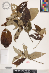 Commersonia bartramia