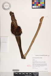 Amorphophallus lambii