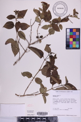 Lantana camara