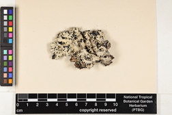 Parmotrema hypotropum image