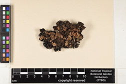 Parmotrema hypotropum image
